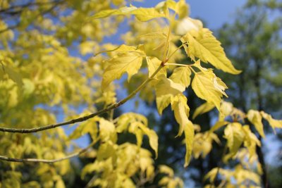 Acer negundo - javor jasanolistý - jarní listy